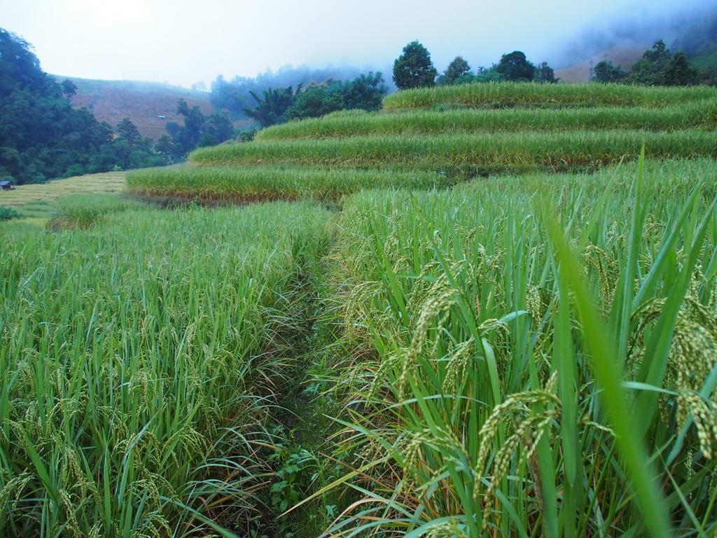 Kowitfarmstay Ban Mae Pan Noi Exterior photo